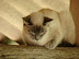 El gato El gato