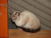 Cargando gatoaparato, batería al 30% Cargando gatoaparato, batería al 30%