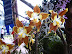 Exposición Orquídeas 2005