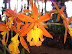 Exposición Orquídeas 2005