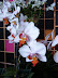 Exposición Orquídeas 2005