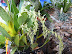 Exposición Orquídeas 2005