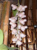 Exposición Orquídeas 2005
