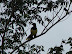 Aves en Iguazú Aves en Iguazú