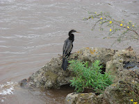 Aves en Iguazú Aves en Iguazú