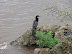 Aves en Iguazú Aves en Iguazú