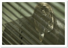 Eddie the EBSCO Buzzard4