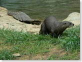 river otter