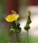 DSCF1436.JPG