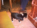  Patru catelusi in cautare de stapan
