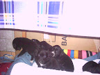  Patru catelusi in cautare de stapan