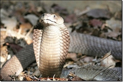 world's longest spitting cobra naja ashei picture