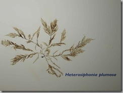 heterosiphonia plumosa