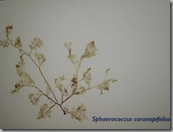 sphaeroccus coronopifolius