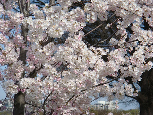 cherry tree blossom japan. These cherry trees signify the
