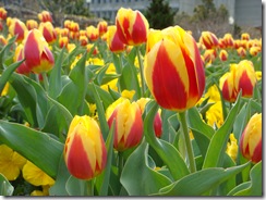 Bartholdi Garden Tulips