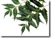 neem_leaves
