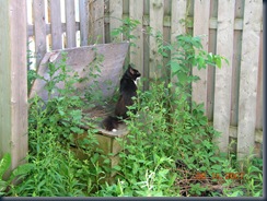 mooch on compost