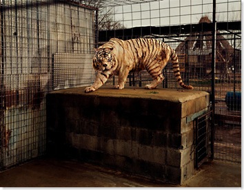 White Tiger (Kenny), Selective Inbreeding, Turpentine Creek Wildlife Refuge and Foundation, Eureka Springs, Arkansas