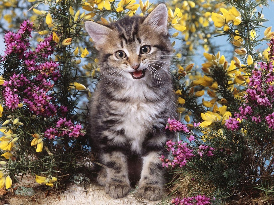 Meow Meow cat Meow Meow (31).jpg MeowMeow -  http://henku.info