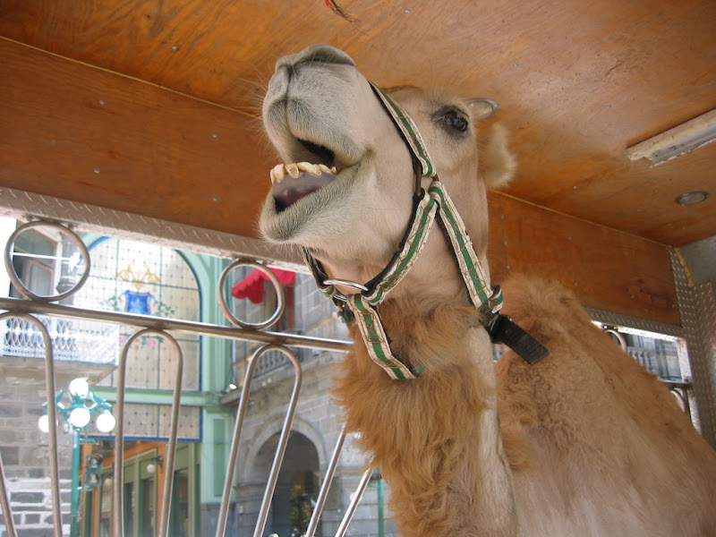 Camel talks to me