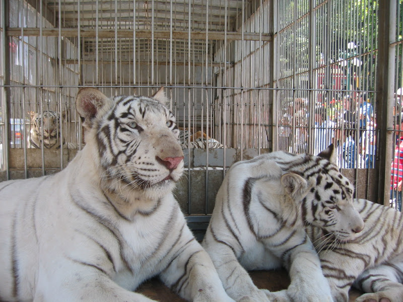 Coupla white tigers