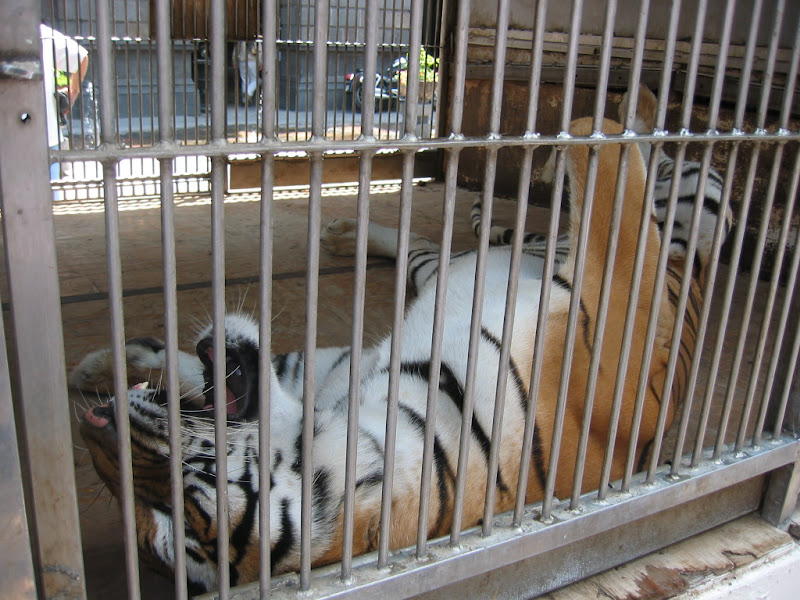 Bengal tiger