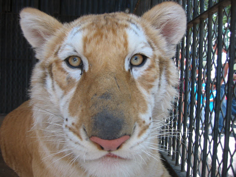 Tiger closeup