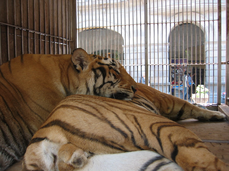 Tigers relaxing