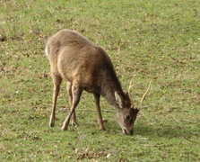 Stag