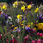 DavidW's Dogwood Forest garden