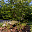 DavidW's Cherry Tree Garden garden