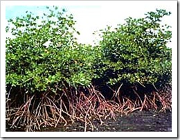 hutan-bakau