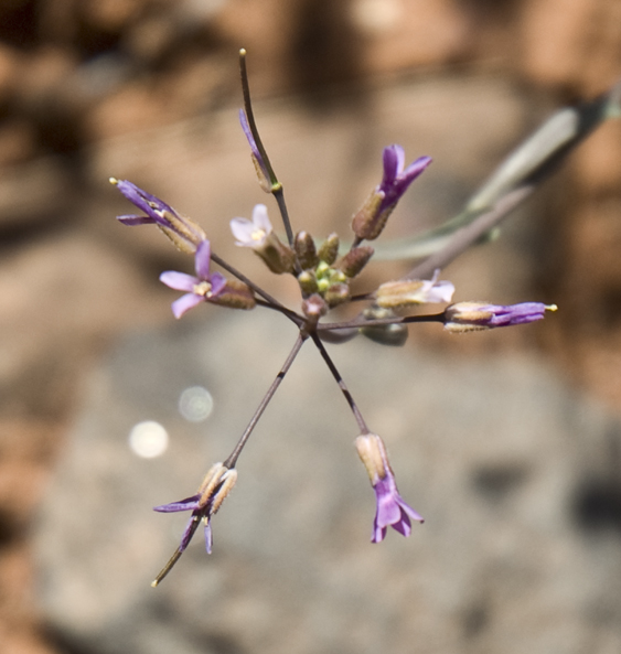 DSC_0016 prince s rock cress munds trail en az.jpg