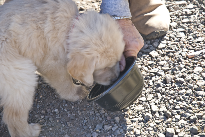 DSC_0179 cody drinking water on the drive home en az.jpg
