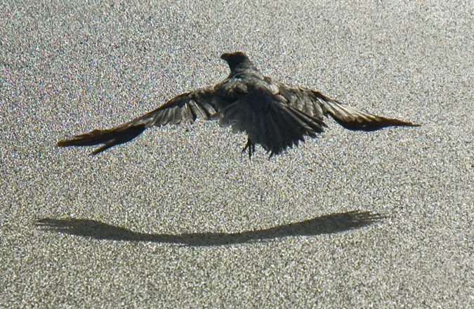 DSC_6483 raven taking off from asphalt parking lot sedona en az.jpg