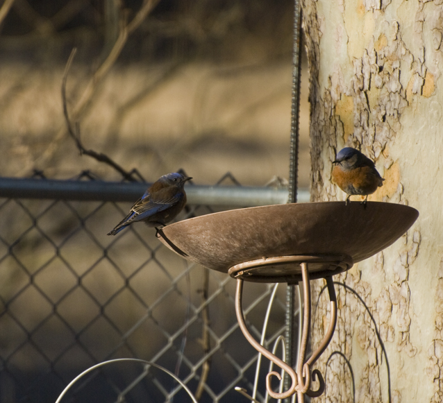 DSC_0150 blue birds at the water dish en az.jpg