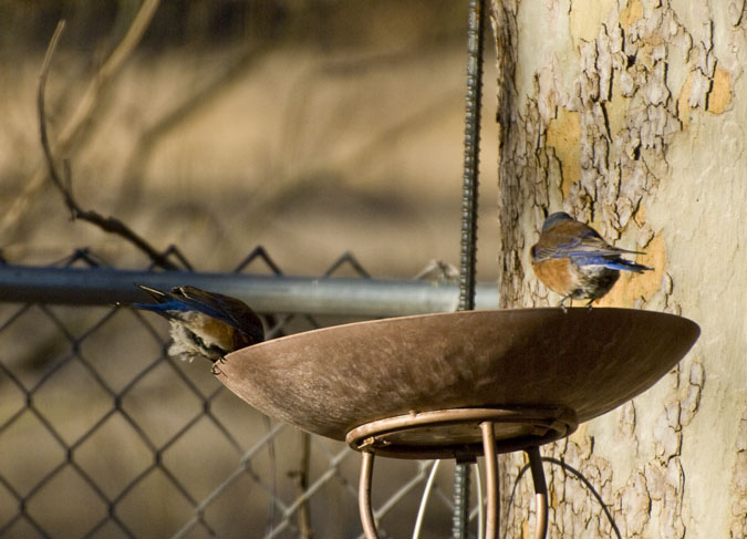DSC_0151 blue birds dropping in for a drink of water en az.jpg