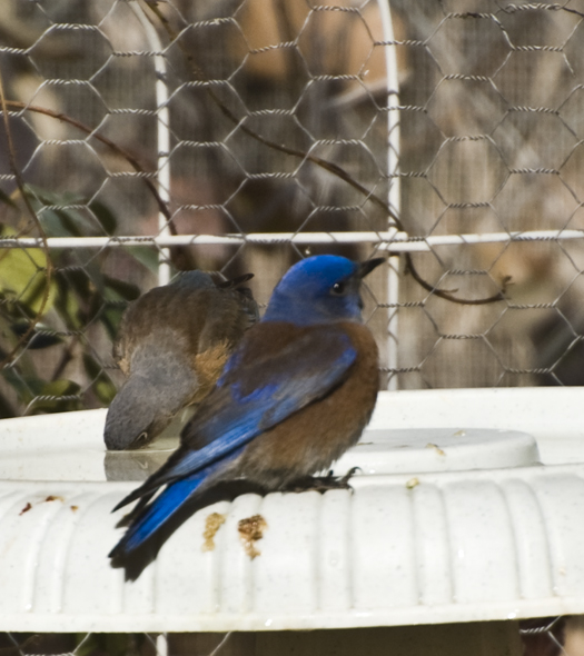 DSC_0187 blue birds at watering bowl en az.jpg