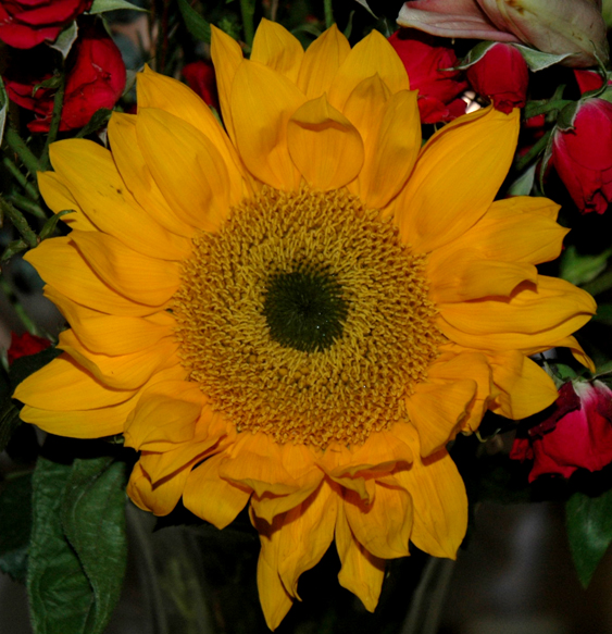 DSC_6692 sunflower to brighten your day en az.jpg