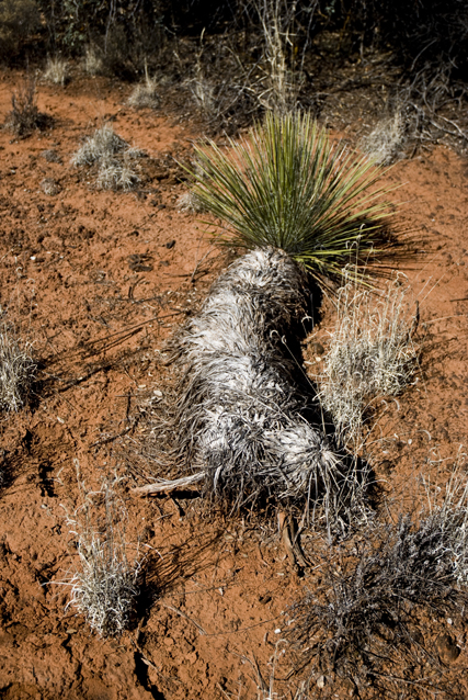 DSC_0027 yucca laying on the ground en az.jpg