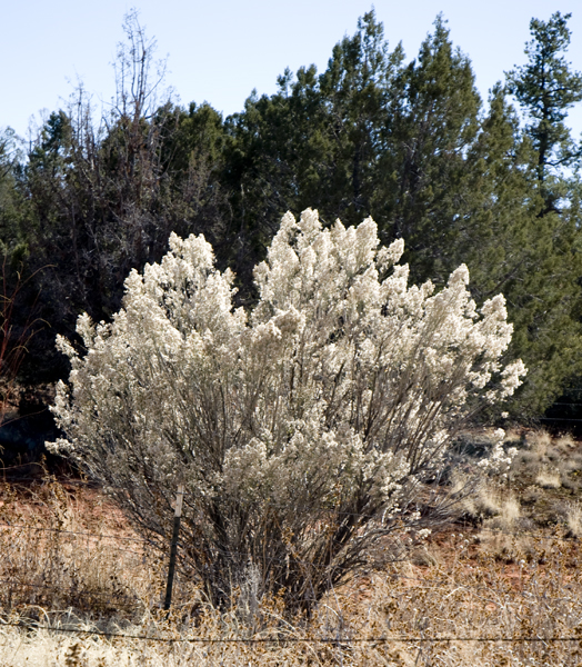 DSC_0065 sheeps fat bush 2 en az.jpg