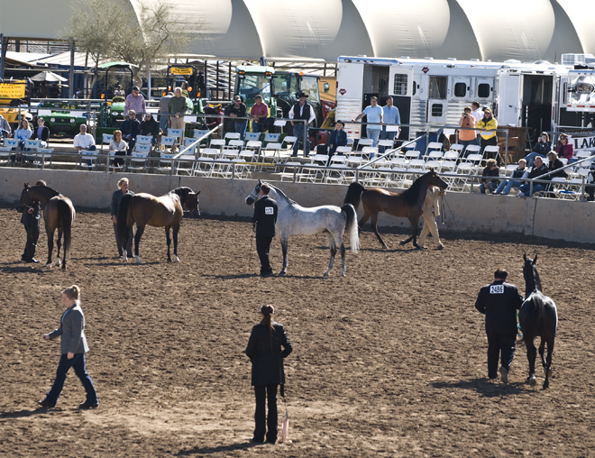 DSC_0137 stallions in ring waiting to hear who won en az.jpg