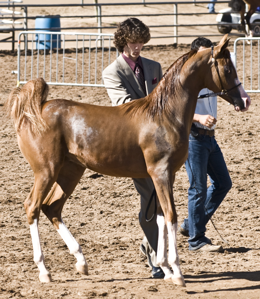 DSC_0178 yearling gelding ready to go into the ring and show en az.jpg