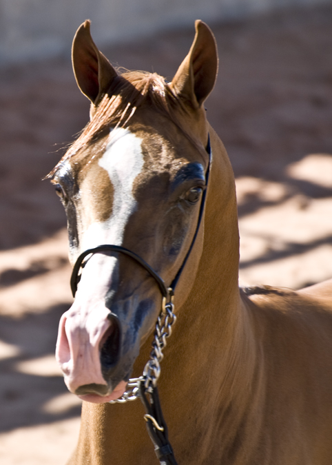 DSC_0182 head shot of arab gelding en az.jpg