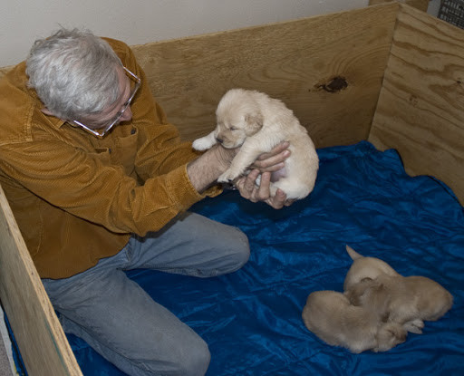 golden retriever puppies sleeping. golden retriever puppies