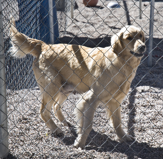 DSC_0090 Dolly the mother of Cody Dave s puppy en az.jpg