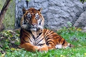 763550 - La poblaci�n de tigres en la India se reduce a casi la mitad