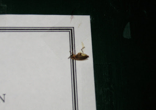 dead bug, upside down