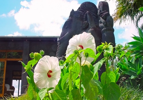 new-hibiscus